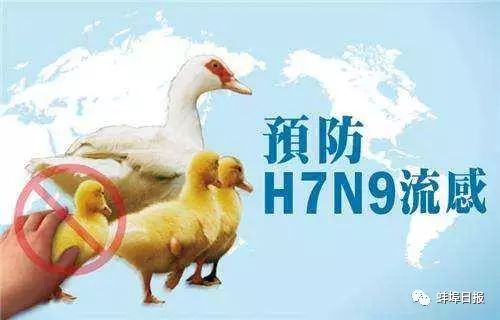 最新通报蚌埠确诊博鱼1例H7N9禽流感更重要的是……